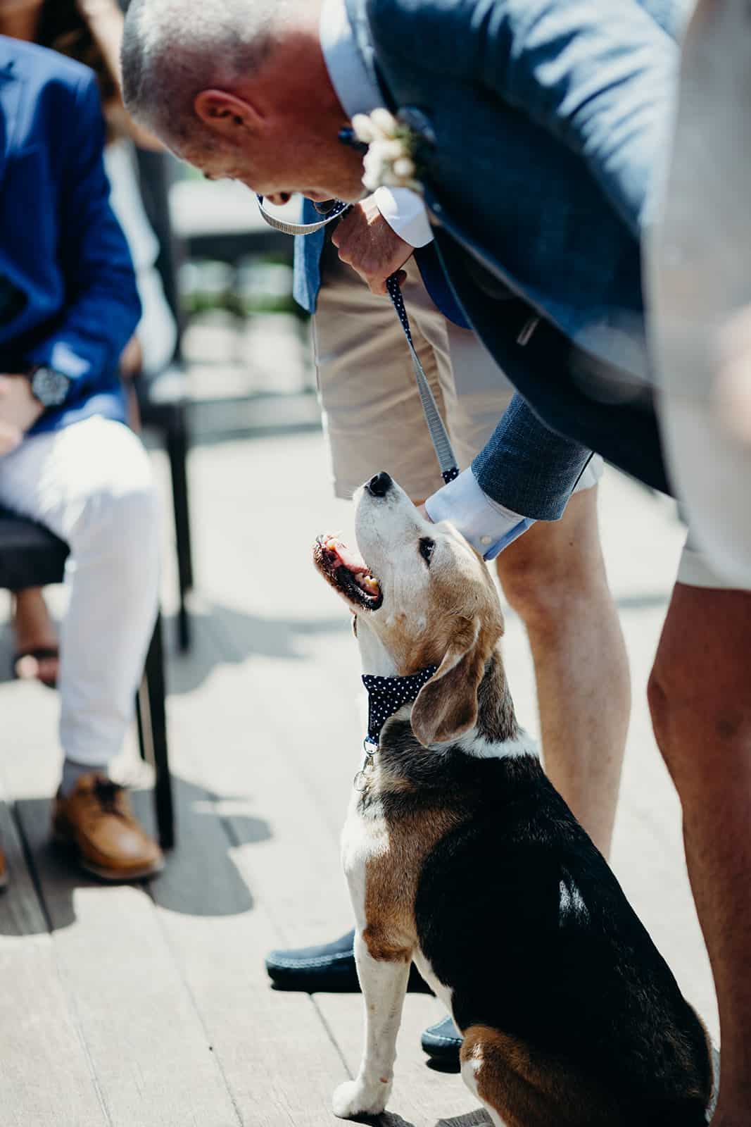 dogs in the wedding party groom patting