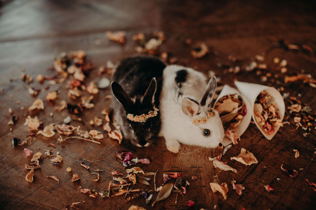 black rabbit and white rabbit on the floor surrounded by eco-confetti