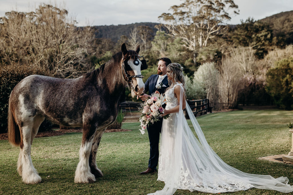 Bride and groom interacting with a dark horse for their post-wedding shoot at Fernbank Farm