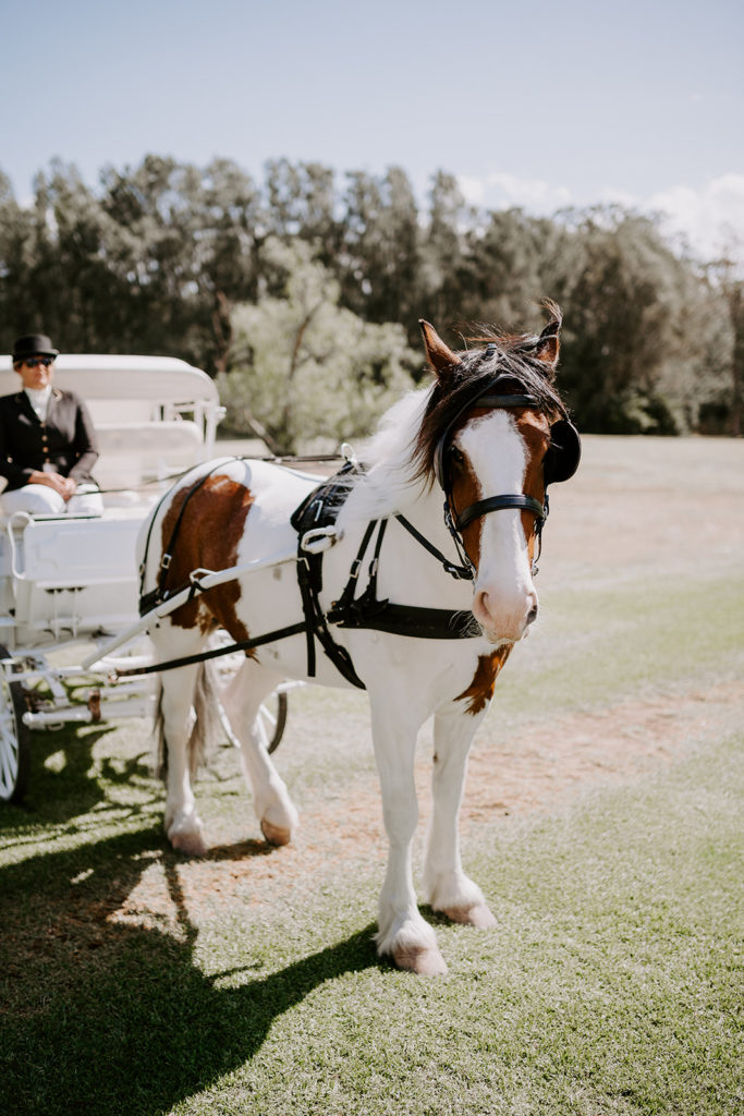 Horse with white carriage at Circa 1876 wedding