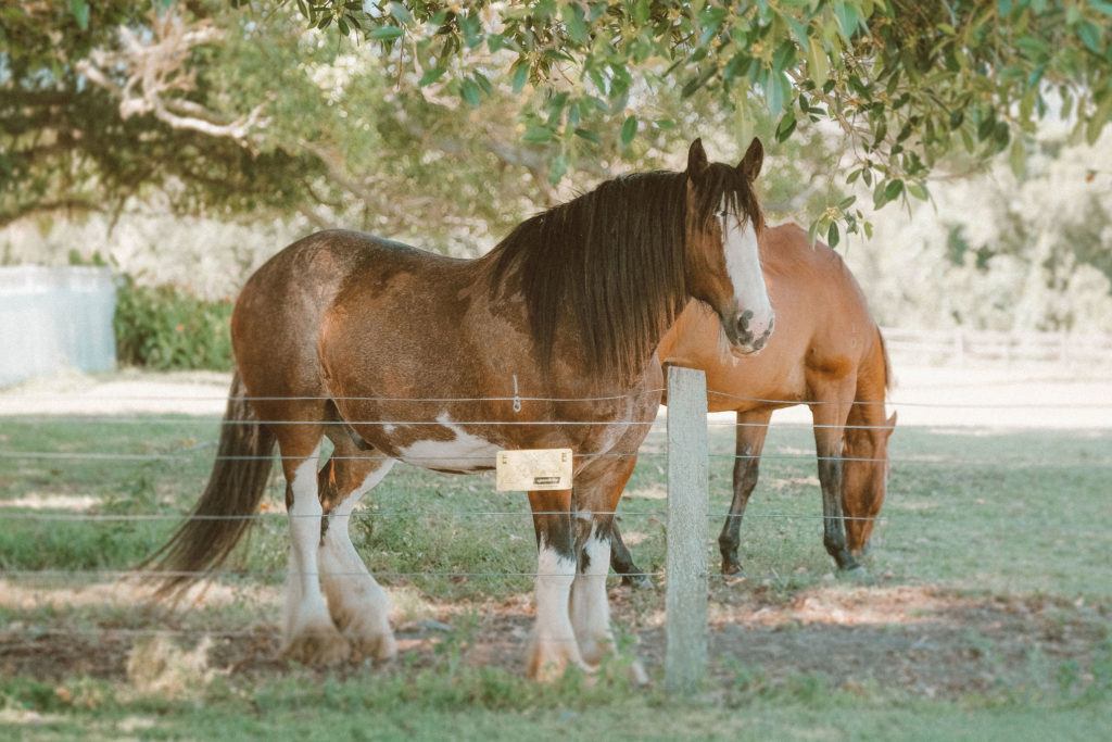 two horses at a Hunter Valley Wedding Venue at Tocal Homestead