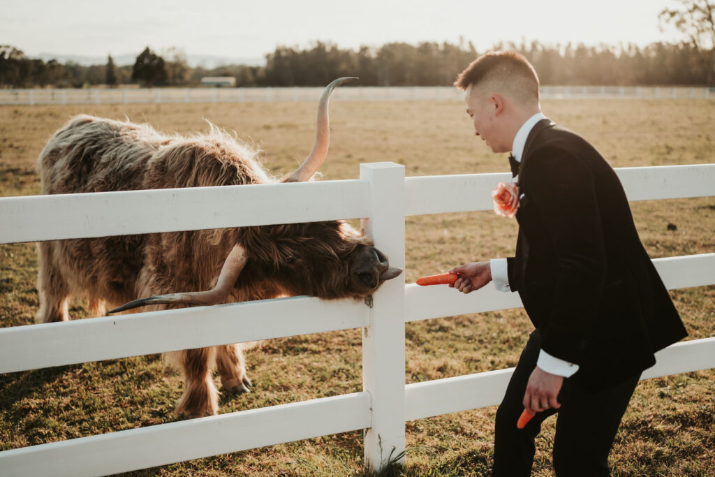 Groom feeding a bull through a white wooden fence at Dark Horse Vineyard