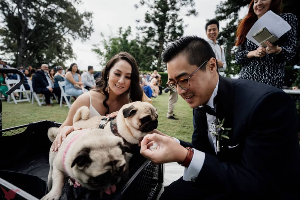 Pug owners give treats to their dogs during wedding ceremony at Anambah House