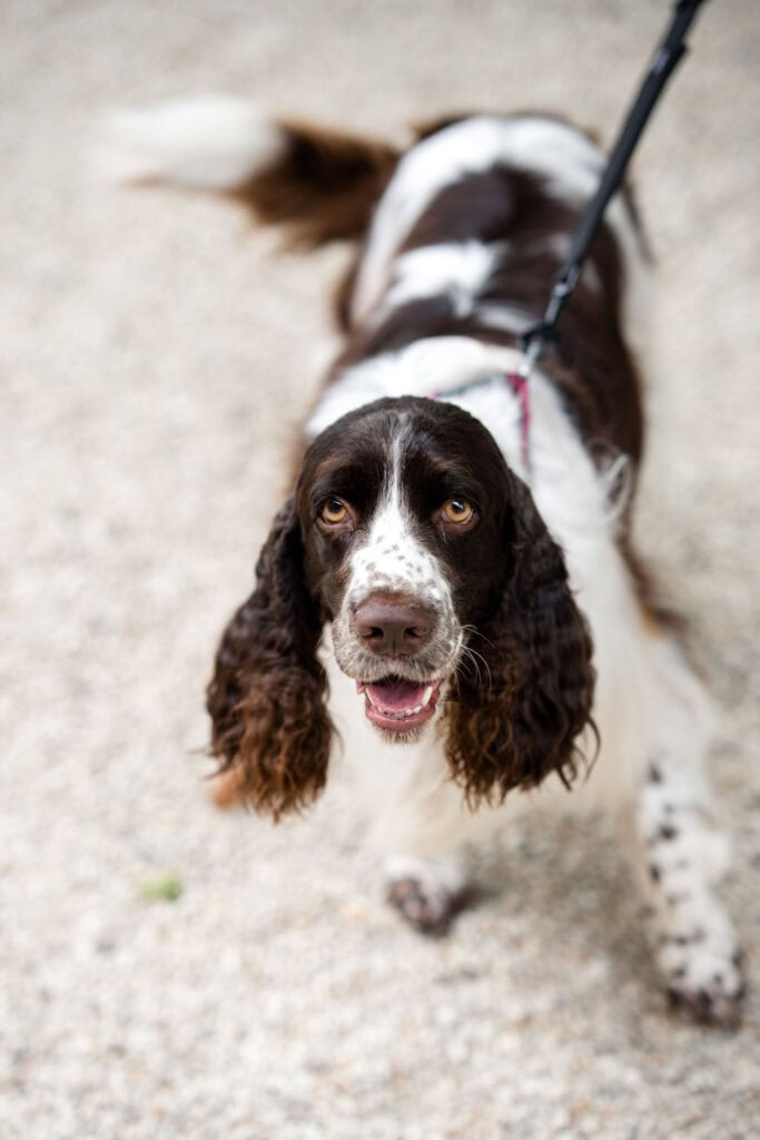 Spaniel Bonnie at Redleaf Wollombi