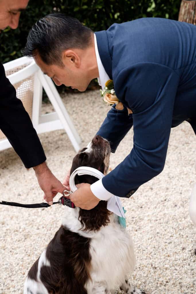 Groom putting collar and tiffany rings on dog at Redleaf Wollombi