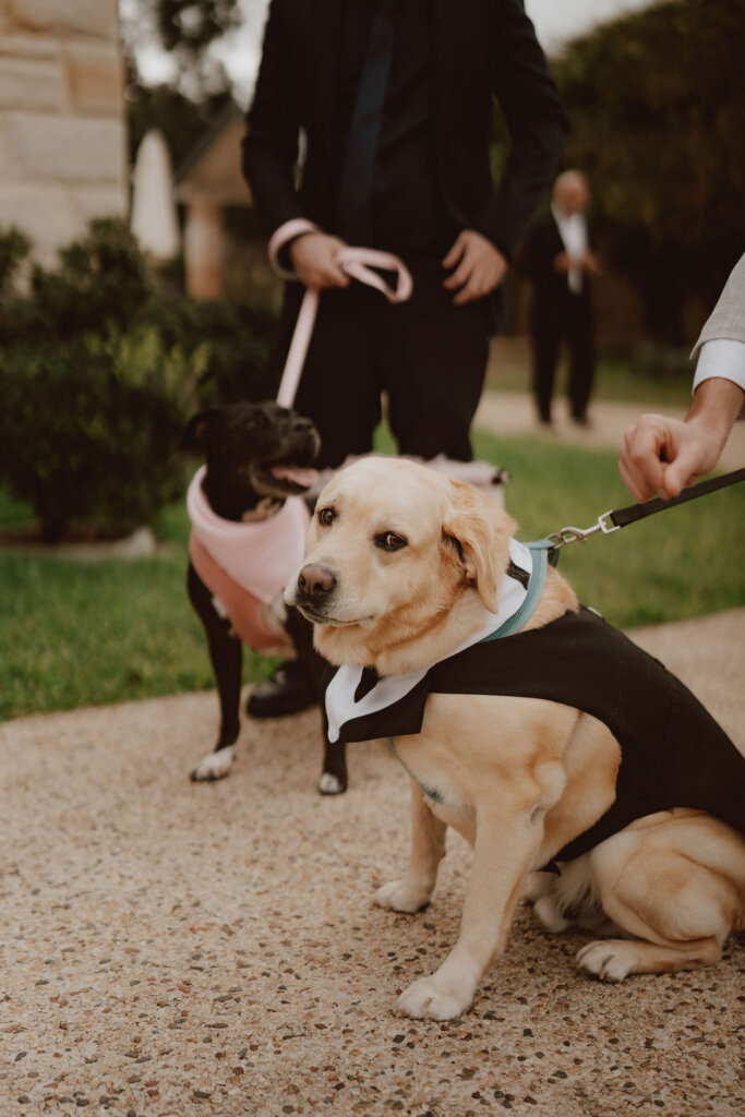 bride-and-grooms-dog-rachel-and-nick-wedding