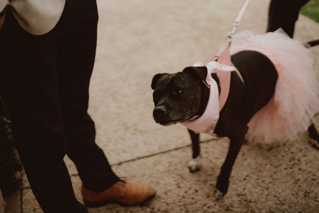 bride-and-grooms-dog-wearing-a-tulle-dress-rachel-and-nick-wedding