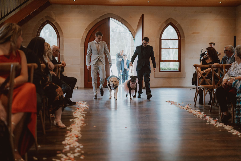 dogs-walking-on-the-aisle-rachel-and-nick-wedding
